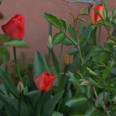 לודי Agriturismo Cascina Della Fontana מראה חיצוני תמונה