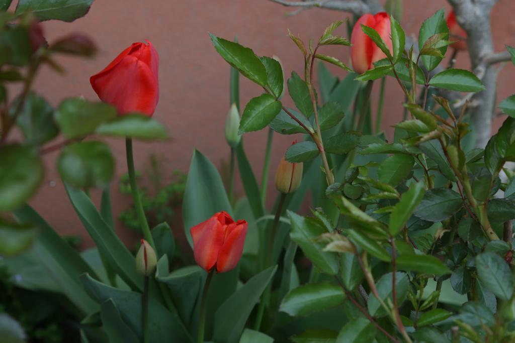 לודי Agriturismo Cascina Della Fontana מראה חיצוני תמונה